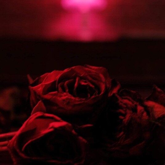 The Paper Kites Roses Vinyl
