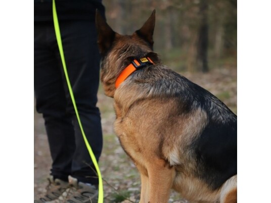 Dingo Dingo Justerbar Krage Energi 1,6 35Cm Oransje