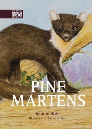 Pine Martens Pine Martens