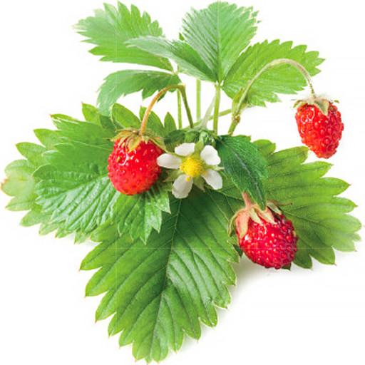 Click and Grow - Smart Garden Refill 3-pack - Wild Strawberry (SGR24X3) Click and Grow - Smart Garden Refill 3-pack - Wild Strawberry (SGR24X3)