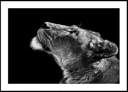 Looking Up Poster Plakat / 40x50cm