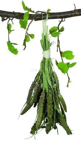 Jr Farm Grønn Senegalhirse 50G