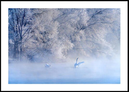 Swan Lake Plakat Plakat / 30x40cm