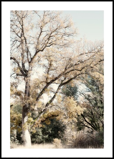 Golden Autumn Woodland Plakat / 100x150