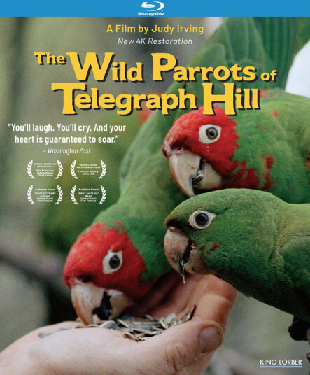 The Wild Parrots of Telegraph Hill 2003 Bluray