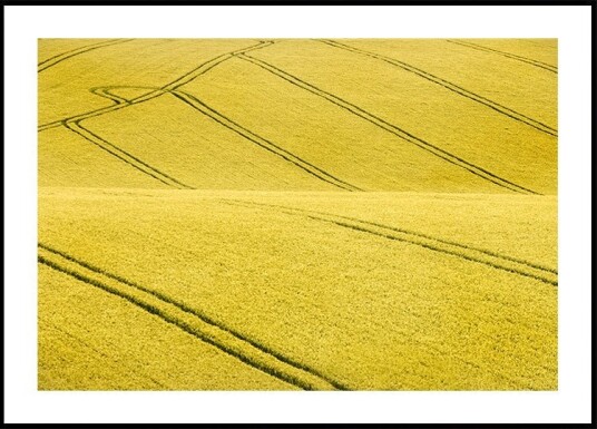 Field #2 Plakat / 50x70cm