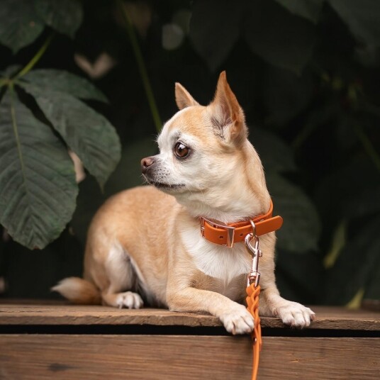 Tyylivoitto Classy Hundehalsbånd Liten Modell Mørk Oransje (Xs)