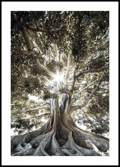 Tree with Large Roots Plakat Plakat / 21x30cm