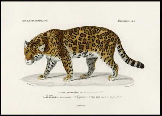 Jaguar panthera Onca Plakat / 50x70 Jaguar panthera Onca Plakat / 50x70