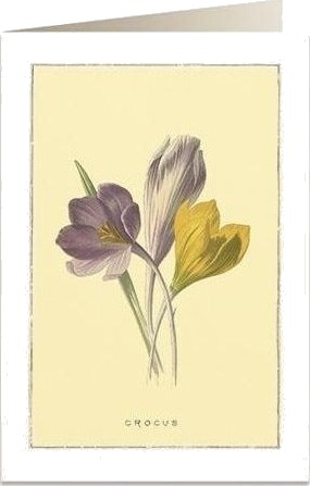 Tassotti Gratulasjonskort B6 + Konvolutt 6022 Krokus