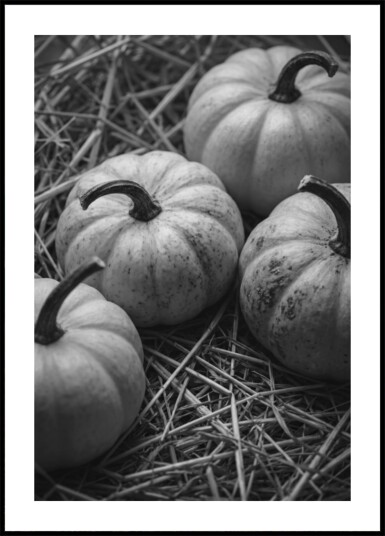 Autumn Harvest Pumpkins Plakat / 30x40