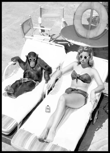 Chimpanzee Monkey Getting a Sun Bath Plakat Plakat / 40x50cm