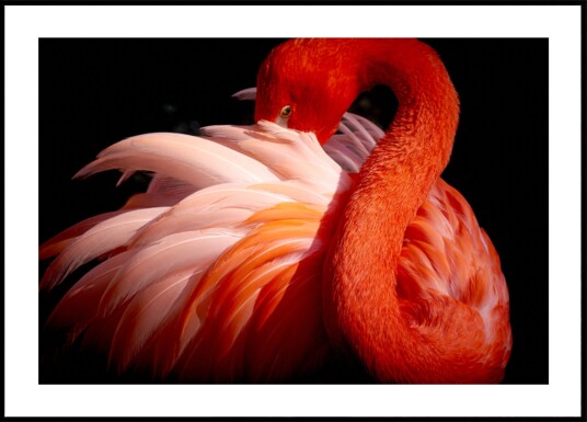 Elegant Pink Flamingo Plakat / 50x70 Elegant Pink Flamingo Plakat / 50x70