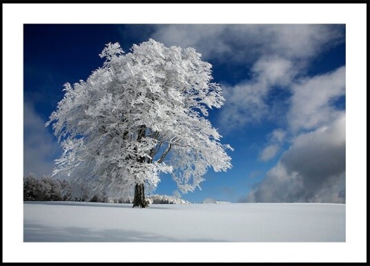 White Windbuche in Black Forest Plakat / 100x150cm White Windbuche in Black Forest Plakat / 100x150cm