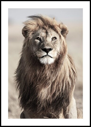 Majestic Lion Plakat Plakat / 21x30cm Majestic Lion Plakat Plakat / 21x30cm