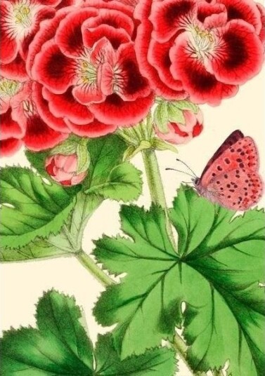 Madame Treacle Gratulasjonskort B6 Med Konvolutt Pelargonia
