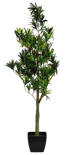 Europalms Podocarpus Tree, 90cm
