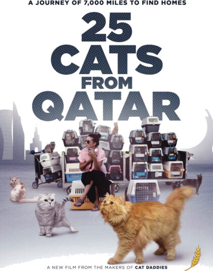 25 Cats From Qatar 2025 DVD