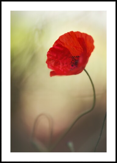 Vibrant Red Poppy Plakat / 70x100 Vibrant Red Poppy Plakat / 70x100
