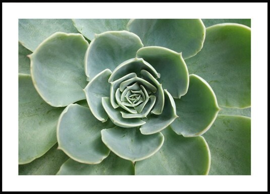 Succulent Spiral Plakat Plakat / 40x50cm