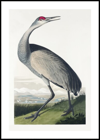 Hooping Crane From Birds of America 1827 Plakat / 50x70
