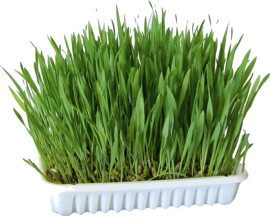 Kerbl Gnagergress 100g