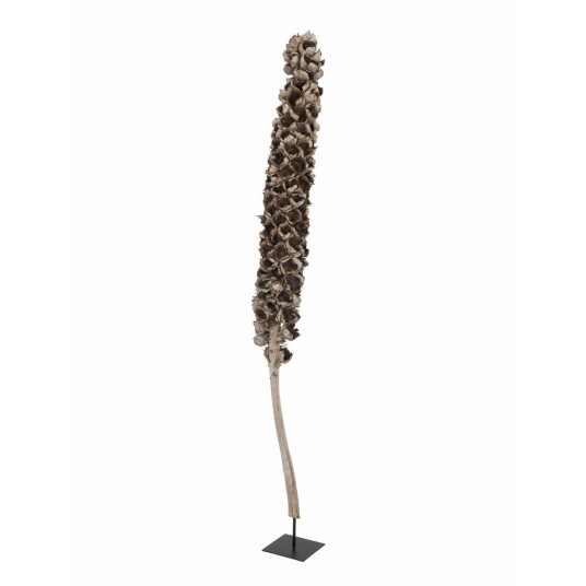 Europalms Cacho Coco Ca. 120-190 Cm (83502349)