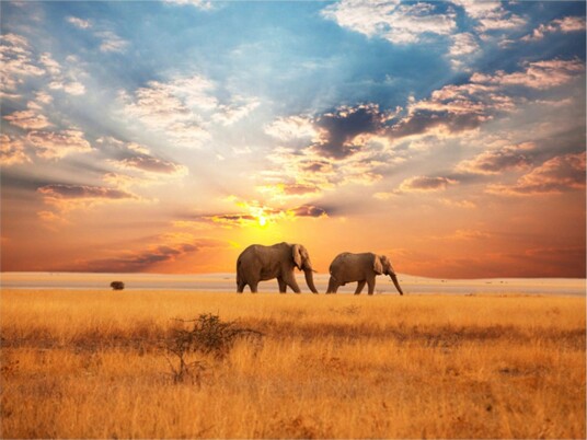 Fototapet African Savannah Elephants 200x154 - Artgeist sp. z o. o.