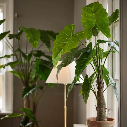 Mr Plant Alocasia tre 200 cm Mr Plant Alocasia tre 200 cm