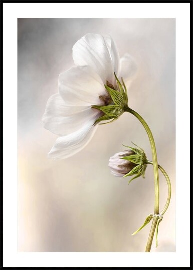 Heavenly Cosmos Plakat / 70x100cm