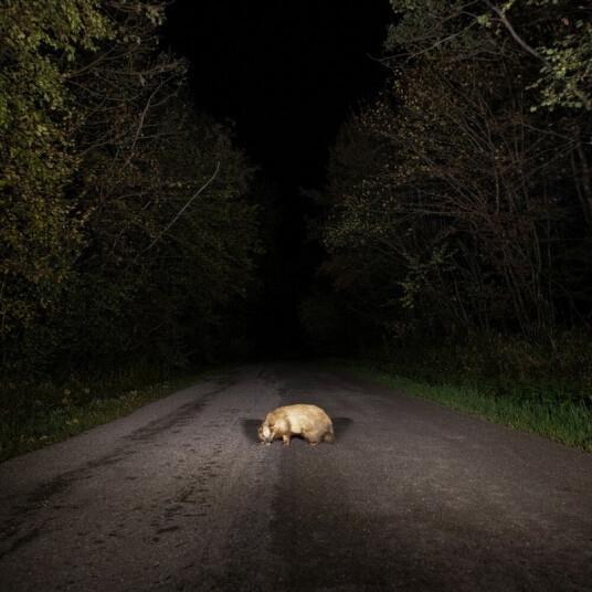 Stonks Badger CD