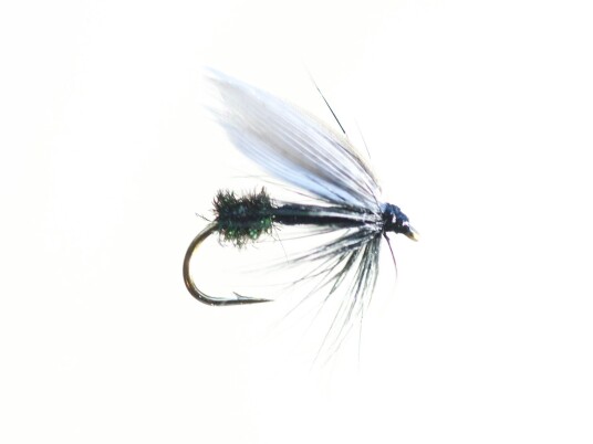 Black Ant Black Ant