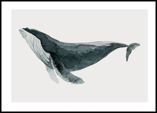 Watercolor Whale Plakat Plakat / 50x70cm