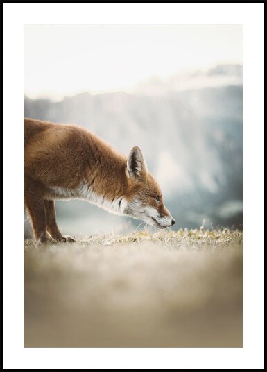 The Little Fox Plakat Plakat / 70x100cm