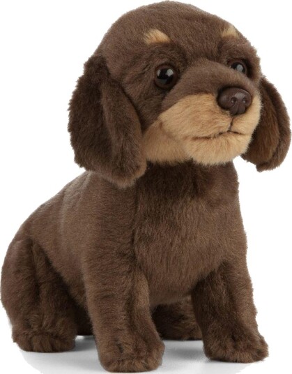 Hund Bamse Dachshund Valp | Living Nature