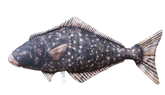 Fiskepute - Kveite - Hippoglossus hippoglossus - 72 cm