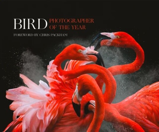 Bird Photographer Of The Year Av Bird Photographer Of The Year