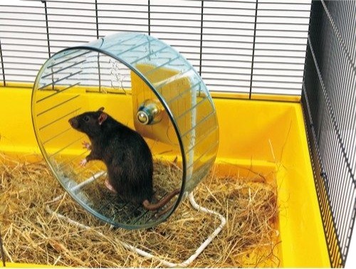 Savic Rolly Hamsterhjul Med Stativ Savic Rolly Hamsterhjul Med Stativ