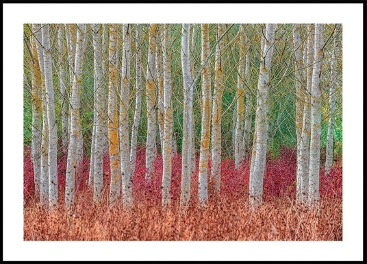 Birch forest Plakat Plakat / 40x50cm Birch forest Plakat Plakat / 40x50cm