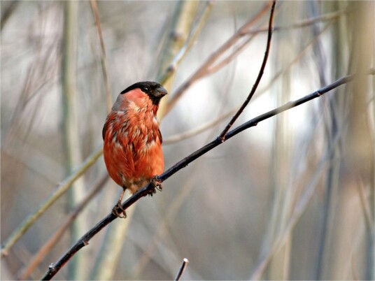 Fototapet Bullfinch In The Forest 350x270 - Artgeist sp. z o. o.