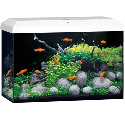 Akvarium Primo 70 Hvit 2.0 61X31X44 cm 70L Akvaristikk Akvarium & Møbler Akvarium Juwel