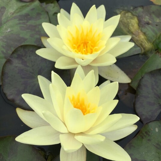 Vannlilje "Marliacea chromatella"