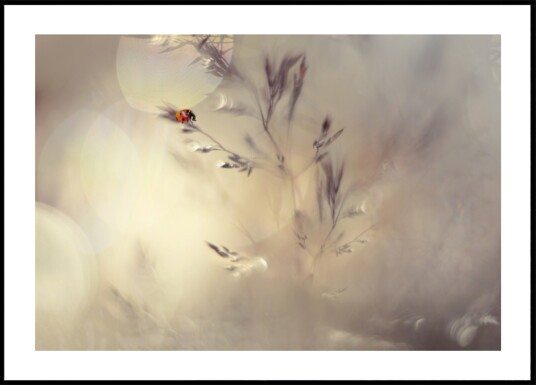 Dreamy Ladybug Bokeh Plakat / 50x70