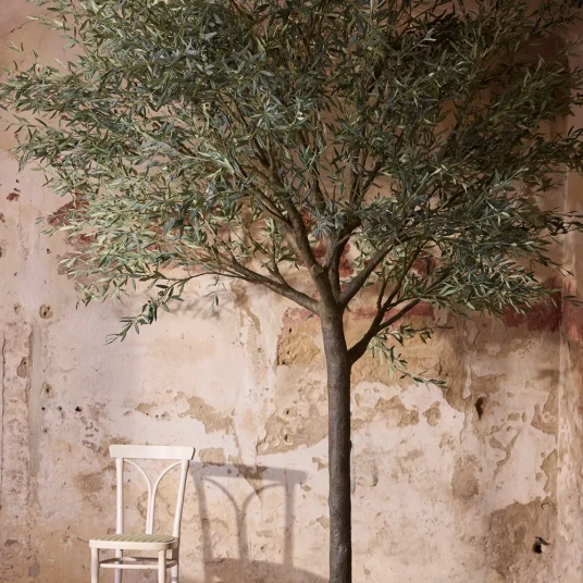 Mr Plant Oliventre 240 cm Mr Plant Oliventre 240 cm