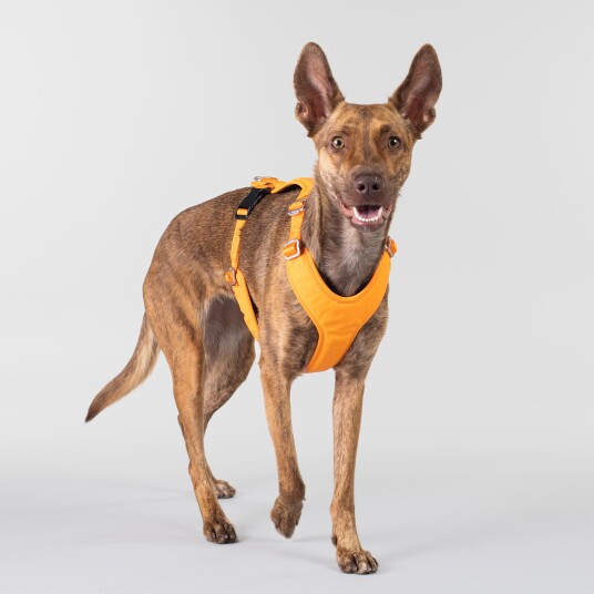 Paikka Visibility Hundesele Orange Xl
