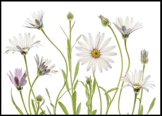 Cape Daisies Plakat Plakat / 21x30cm