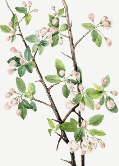Plakat Botaniske Epleblomster