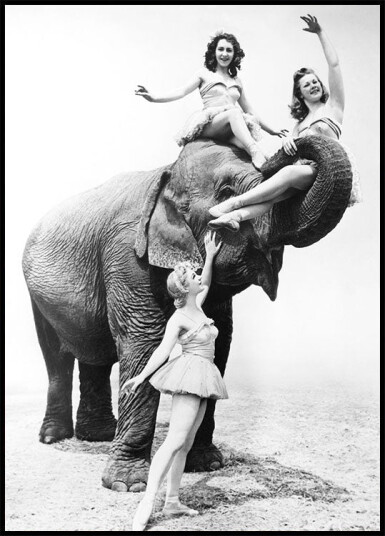 Women Riding Elephant Plakat Plakat / 21x30cm Women Riding Elephant Plakat Plakat / 21x30cm