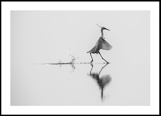 Dancing on the water Plakat Plakat / 50x70cm