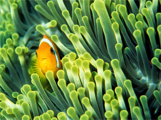 Fototapet Anemonefish 250x193 - Artgeist sp. z o. o.